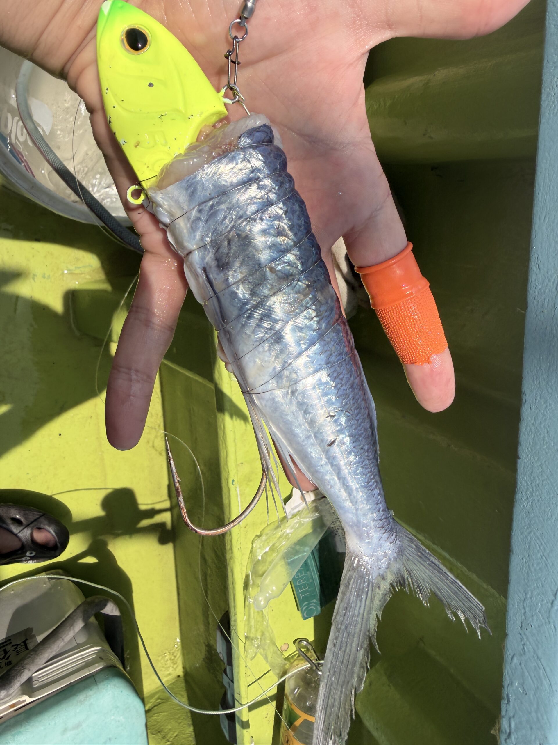 テンヤ用に持ち込んだ飛魚