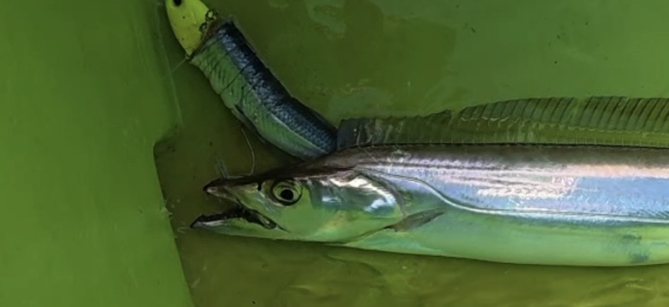 飛魚で釣れたタチウオ