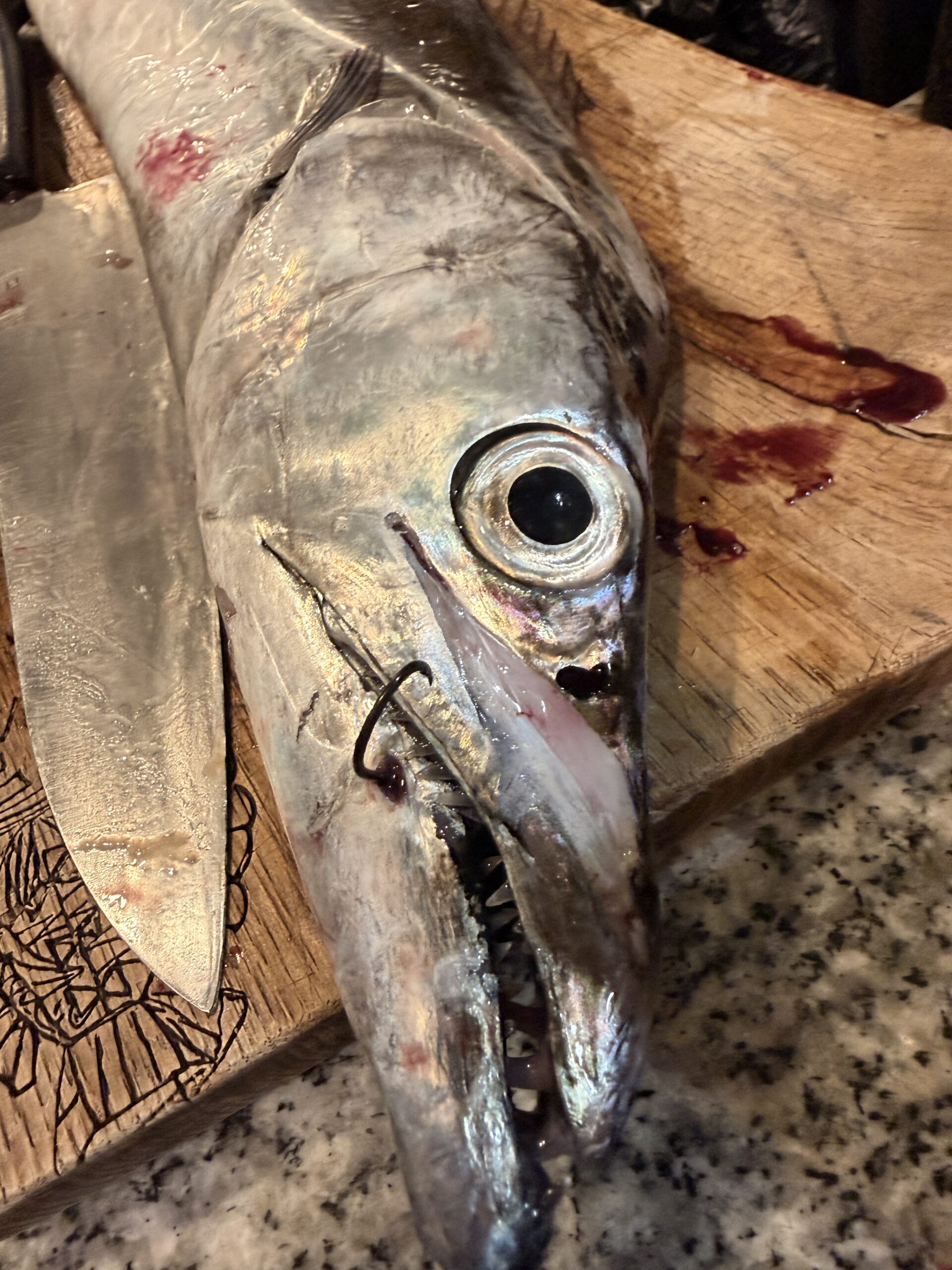普通のイワシとスローな叩きで釣れたタマドロの犯人