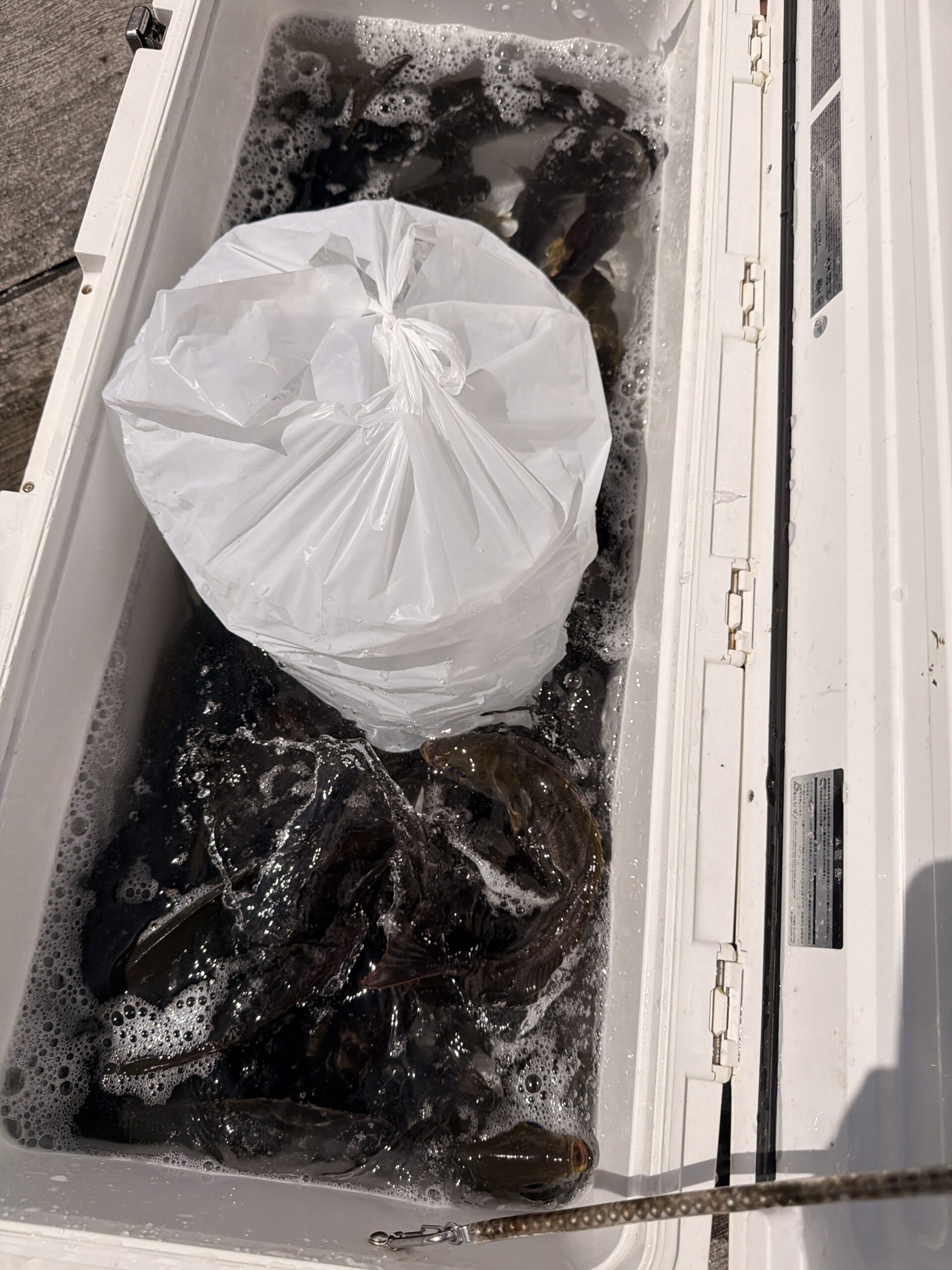 西伊豆土肥沖のイサキ釣りで釣れたイサキ