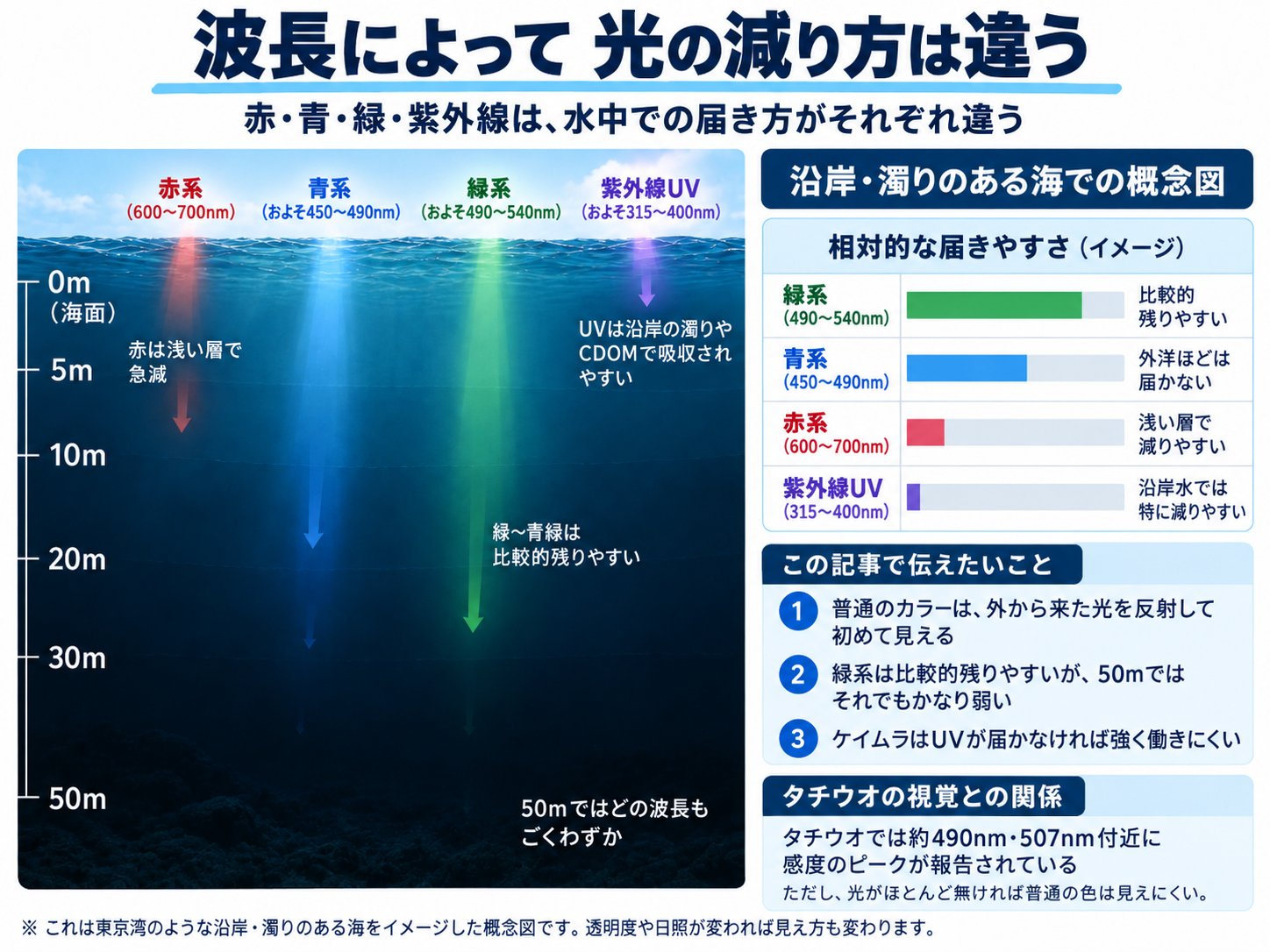 赤、青、緑、紫外線の水中での減衰の違い