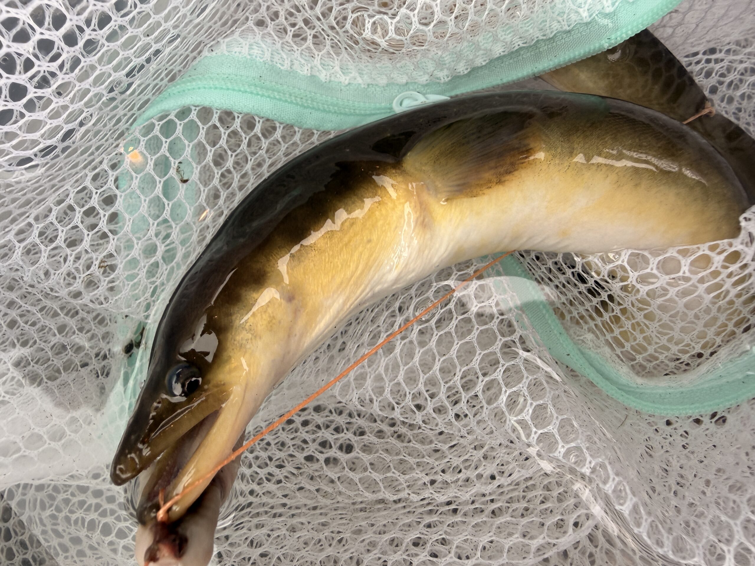 釣り上げた勲章の一匹